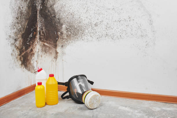 Best Basement Mold Remediation in Santa Clara, CA
