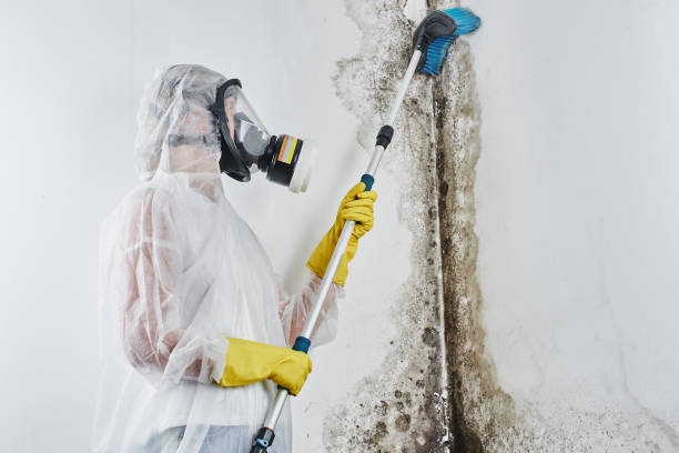 Professional Mold Remediation in Santa Clara, CA