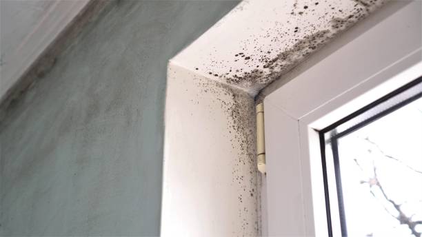 Best Industrial Mold Remediation in Santa Clara, CA