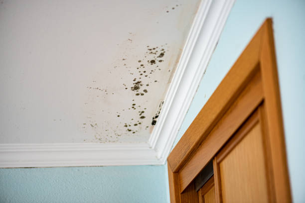 Best Bathroom Mold Remediation in Santa Clara, CA