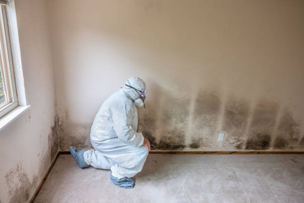 Best Crawl Space Mold Remediation in Santa Clara, CA