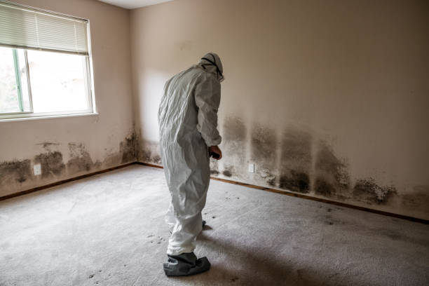 Best Post-Flood Mold Remediation in Santa Clara, CA