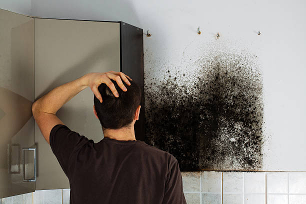 Best Residential Mold Remediation in Santa Clara, CA