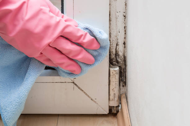 Best Residential Mold Remediation in Santa Clara, CA